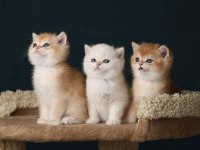 British Shorthair Golden Ve Longhair Yavrular