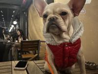 7 Aylık Dişi French Bulldog