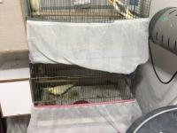 2 çift yumurta garantili sultan papağanlar