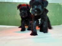 Minyatür Schnauzer Yavru