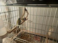 Anaç damızlık özel renk ispinoz