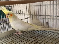 Sultan papağanı 3 aylık