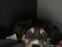 Cavalier King Charles Kırması (Anneden) - Acil Ücretsiz Yuva Aranıyor