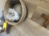 Safkan Cins Kedi Chinchilla