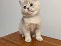 Blue Golden British Shorthair Çok Hareketli Ve İnsan Canlısı