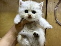 British Longhair Golden Point 37 Günlük Dişi