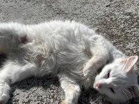 British Dişi Kedimiz