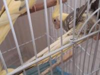 Eşli Çift Sultan Papağanı