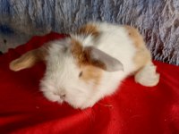 Teddy Lop Tavşan Yavrular Mavi Göz