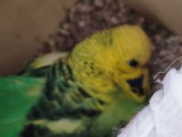 Jumbo muhabbet kuşu çift