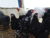 Black modled brahma kuluçkalık yumurta