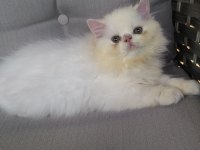 İran Persian 2 Aylık Yavrular