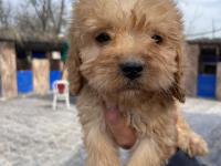 Bursa'nın En Sevimli Maltipoo Yavruları Doğdu