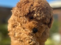 Tüy Yumağı Poodle Yavrumuz