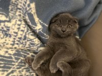 Scottish fold 5.5 aylık yavru