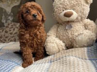Koyu Kırmızı Toy Poodle Yavru