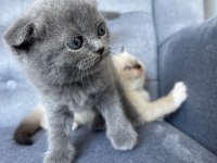 Scottish fold gri yavru kedimiz