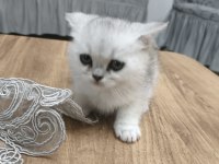 Silver british longhair