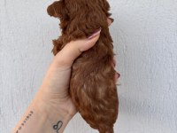 Toy Poodle Bebek Köpekler