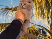 Irk Ve Sağlık Garantili Scottish Fold Bebekler