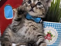 Ücretsiz Tekir Kedimiz