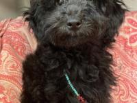 Anne Altından Poodle Yavrular