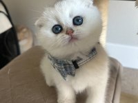 Scottish Şirinlik Silver Shorthair Yavrumuz