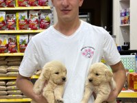 Golden Retriever Adrese Teslim Ve Kapıda Ödeme Mevcuttur