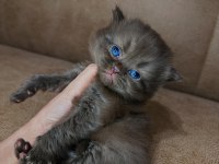 British Shorthair Kız Kardeşler