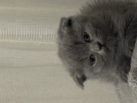 2 Ay Dişi Scottish Fold
