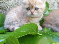 Exotic shorthair yavru kedimiz