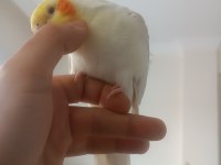 Çift olarak tamamen evcil sultan papağanları