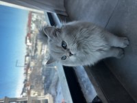 British Longhair Şecereli Cins Kedi