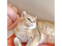 British Longhair Golden Ny11 Yavrular