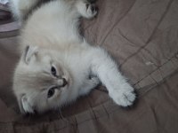 British Shorthair Blue Point