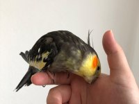 Erkek Sultan Papağanı 2 Yaşında Sağlık Sorunu Yok