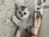 Silver Erkek British Shorthair Bebek