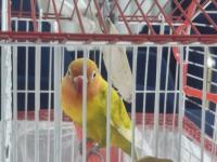 5 aylık konuşan cennet papağanı tam takım eşyalarıyla