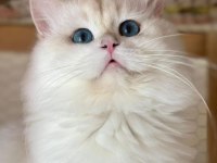 British Longhair Ve Shorthair Yavrular