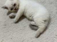 Tatlı Uysal British Bebişler