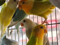 Sevda sultan ve cennet papağanlar