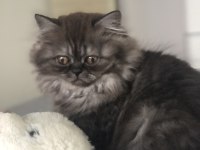 3 Aylık Dişi Yavru Kedimiz