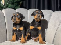 King Doberman Erkek Ve Dişi Yavrular