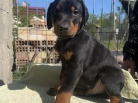 King doberman bebekleri