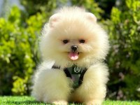 Kar Beyazı Pomeranian Boo Yavrular