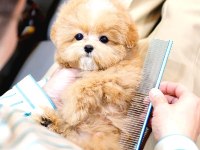 Toy Poodle Yavrular Ücretsiz Değildir