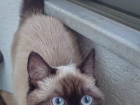 Dişi siyam kedisi 1 yaşında