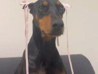 Sağlık Ve Irk Garantili Doberman Köpekleri