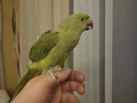 Evcil yavru erkek pakistan papağanı