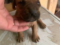 Presa Canario Son 3 Yavru